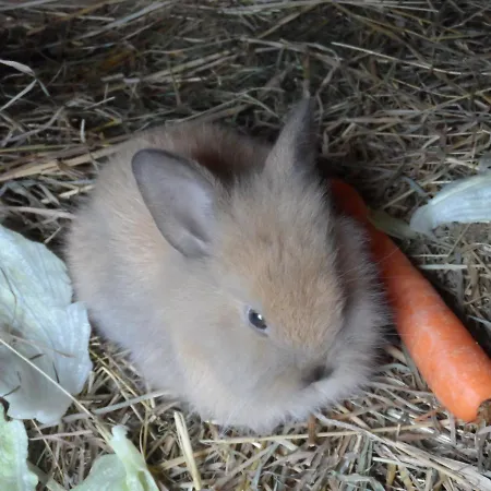 Apartman Romantische Ferien Auf Dem Nachhaltig Oekologisch Sanierten Bauernhof *