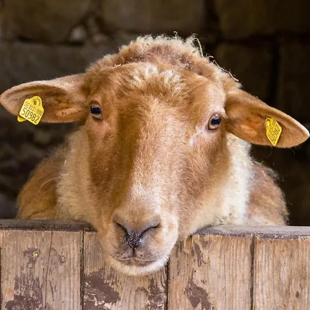 Romantische Ferien Auf Dem Nachhaltig Oekologisch Sanierten Bauernhof Ebersbach-Neugersdorf