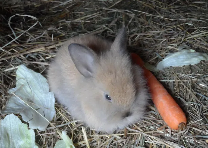 Апартаменты Romantische Ferien Auf Dem Nachhaltig Oekologisch Sanierten Bauernhof *