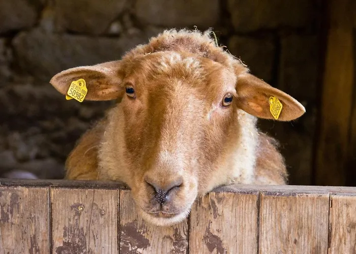 Romantische Ferien Auf Dem Nachhaltig Oekologisch Sanierten Bauernhof Ebersbach-Neugersdorf